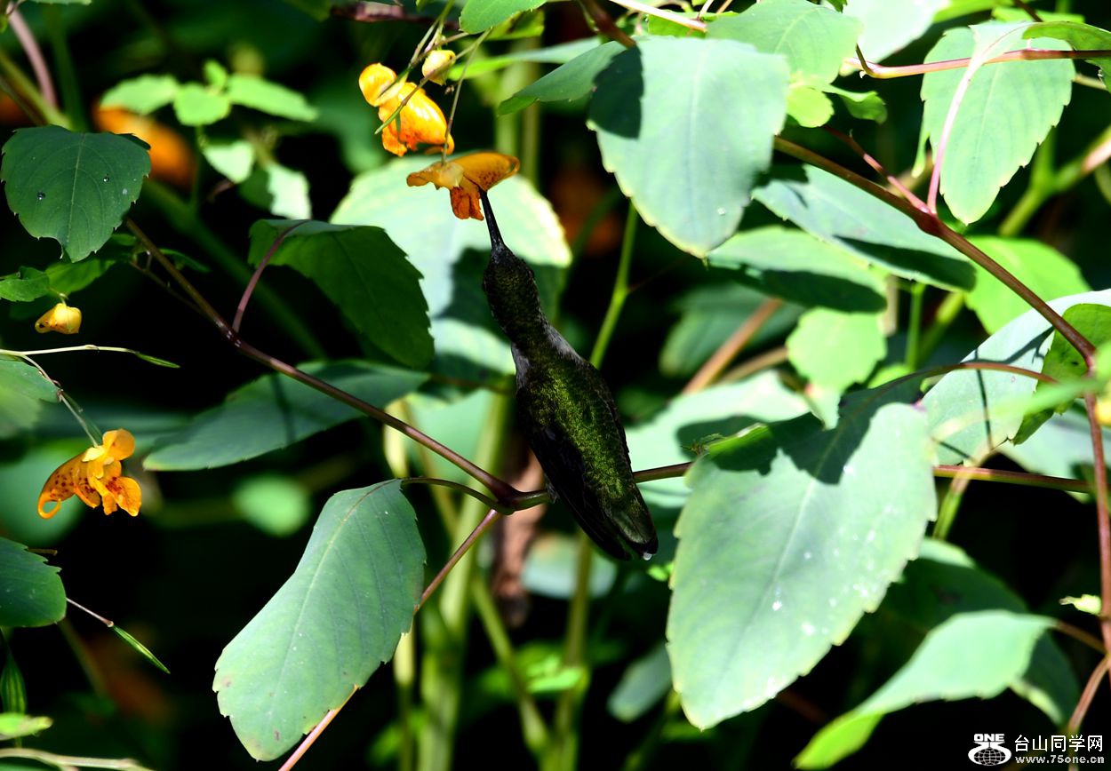 DSC_1135_.jpg