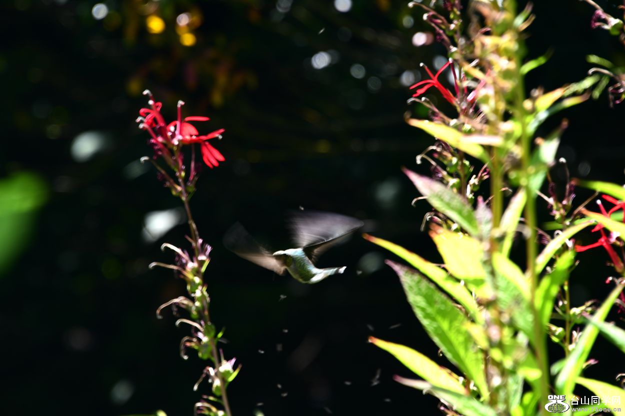 DSC_1116_.jpg