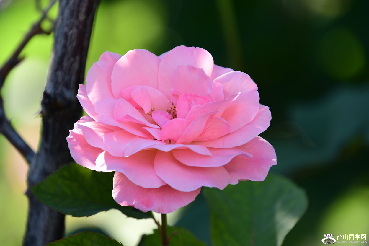 DSC_9889_.jpg