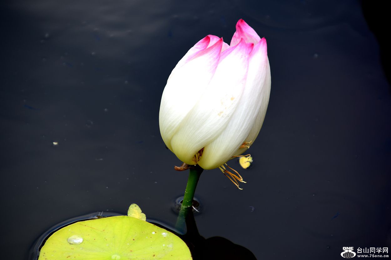 DSC_1271_.jpg