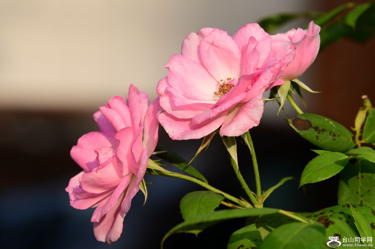 DSC_9774_.jpg