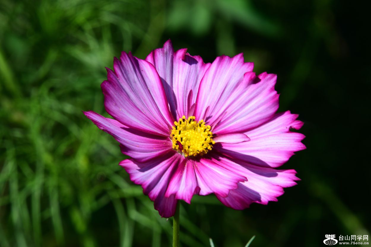 DSC_0832_.jpg