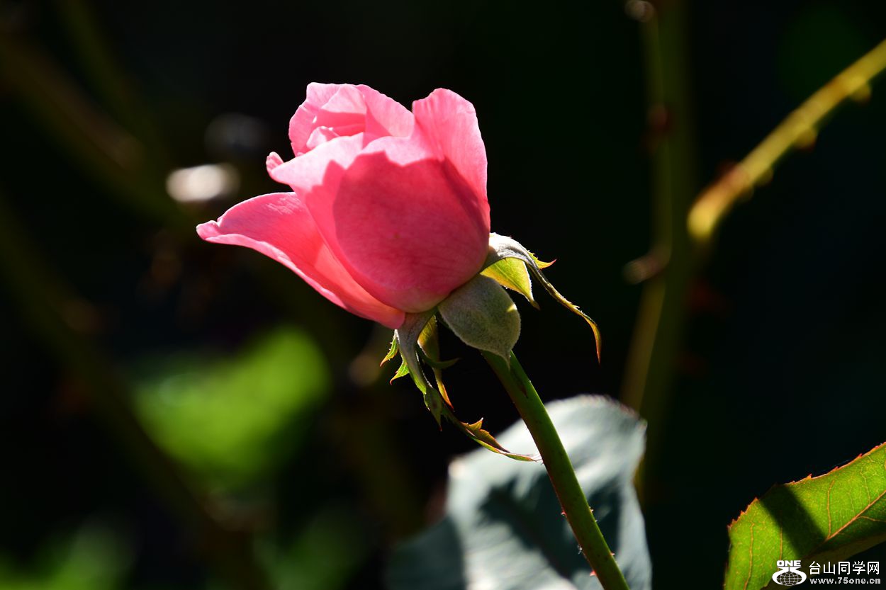 DSC_9887_.jpg