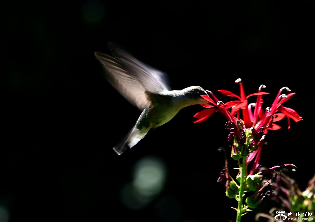 DSC_1098_.jpg