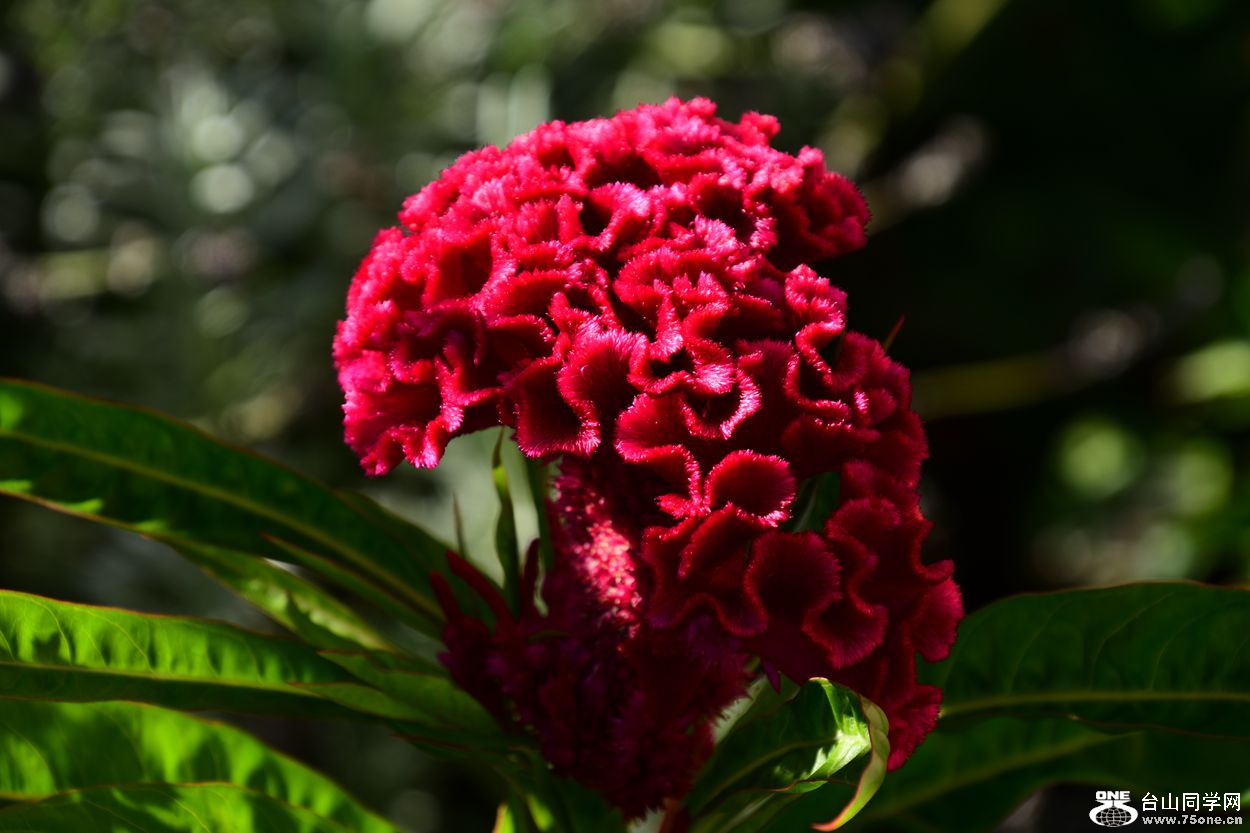 DSC_9893_.jpg