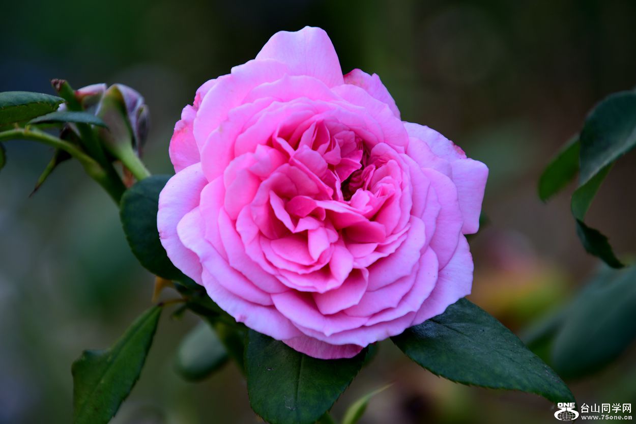 DSC_0830_.jpg