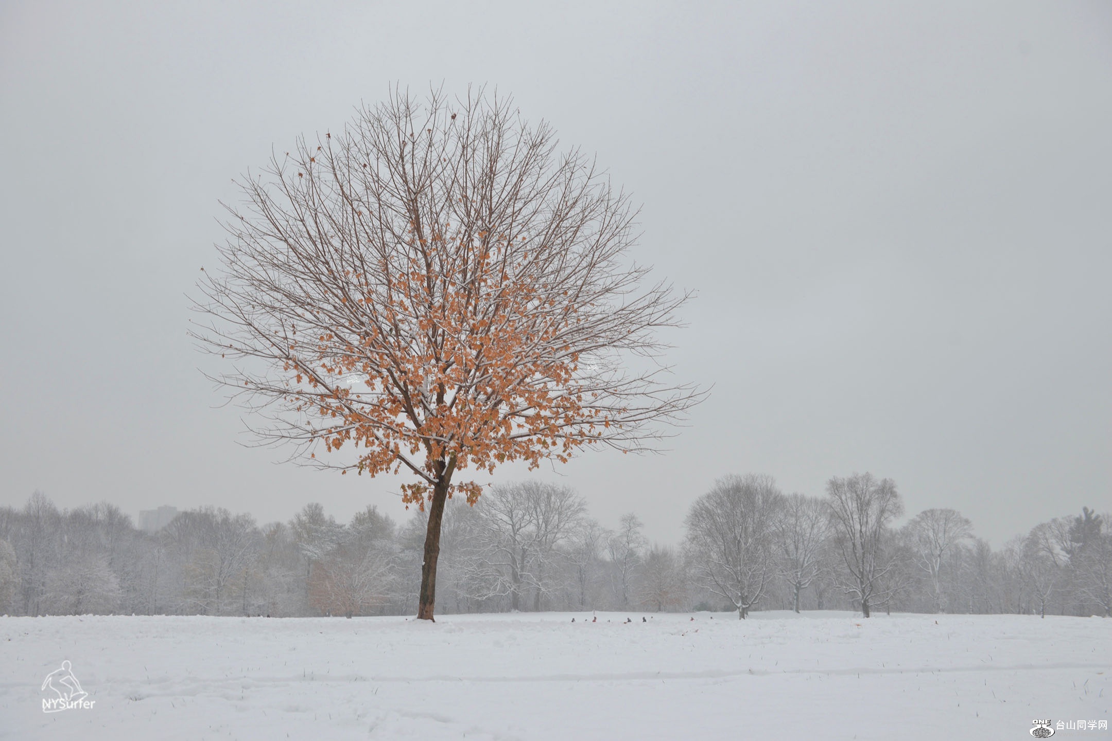 DSC_31205.jpg