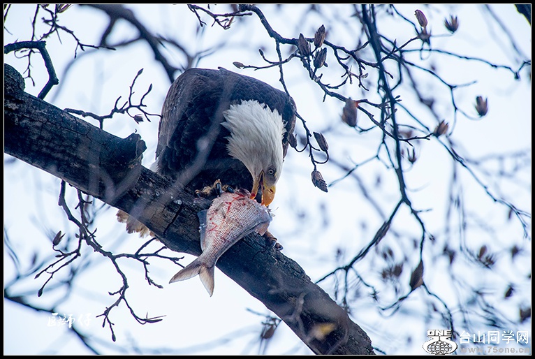 _DSC1500.jpg