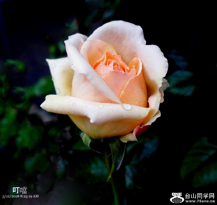 DSC00878a_1.jpg
