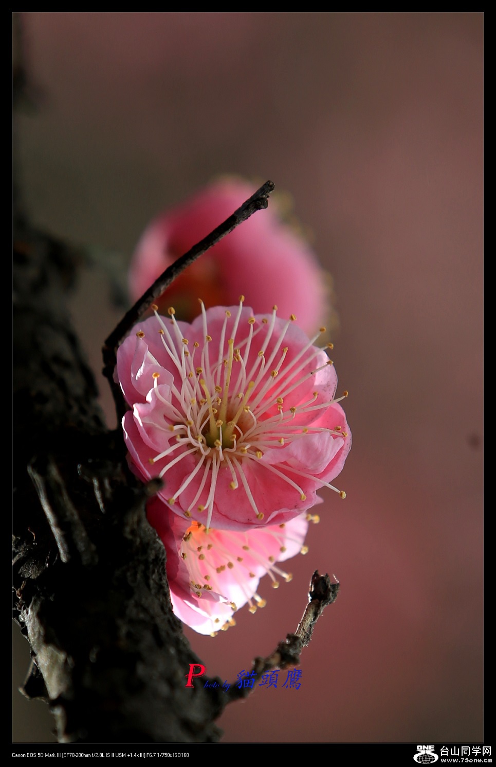 3N9A6055 - �}�u.jpg