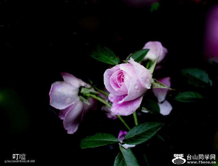 DSC01213b_1.jpg
