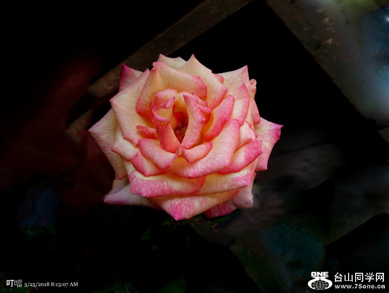 DSC01311a_1.jpg