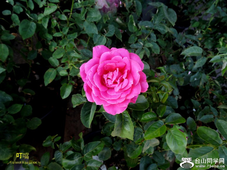 DSC00613a_1.jpg