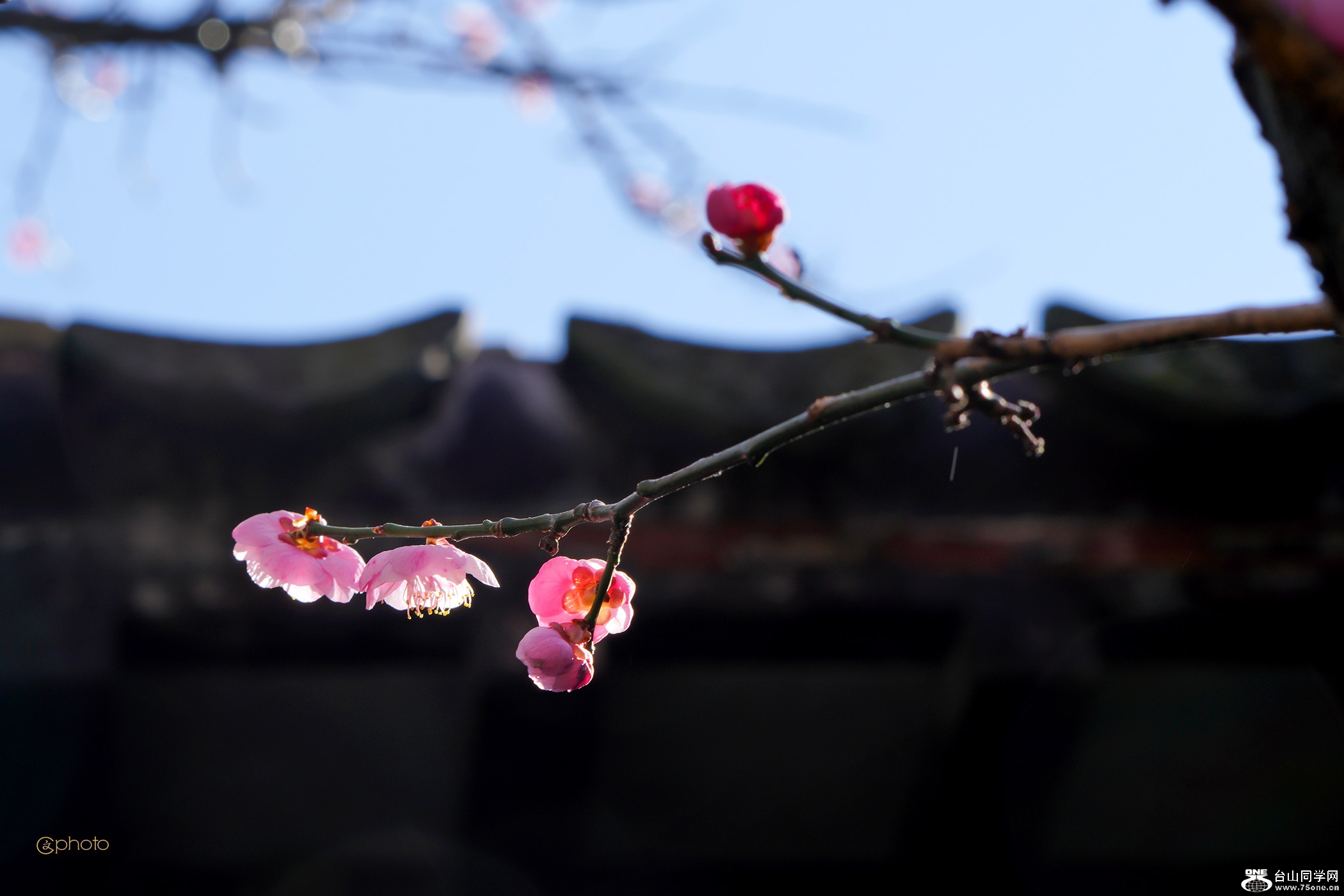 DSC010741.jpg