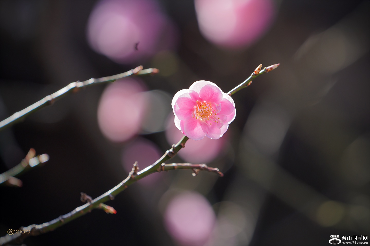 DSC010766.jpg