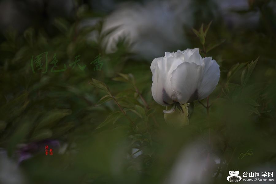 DSC08066_.jpg