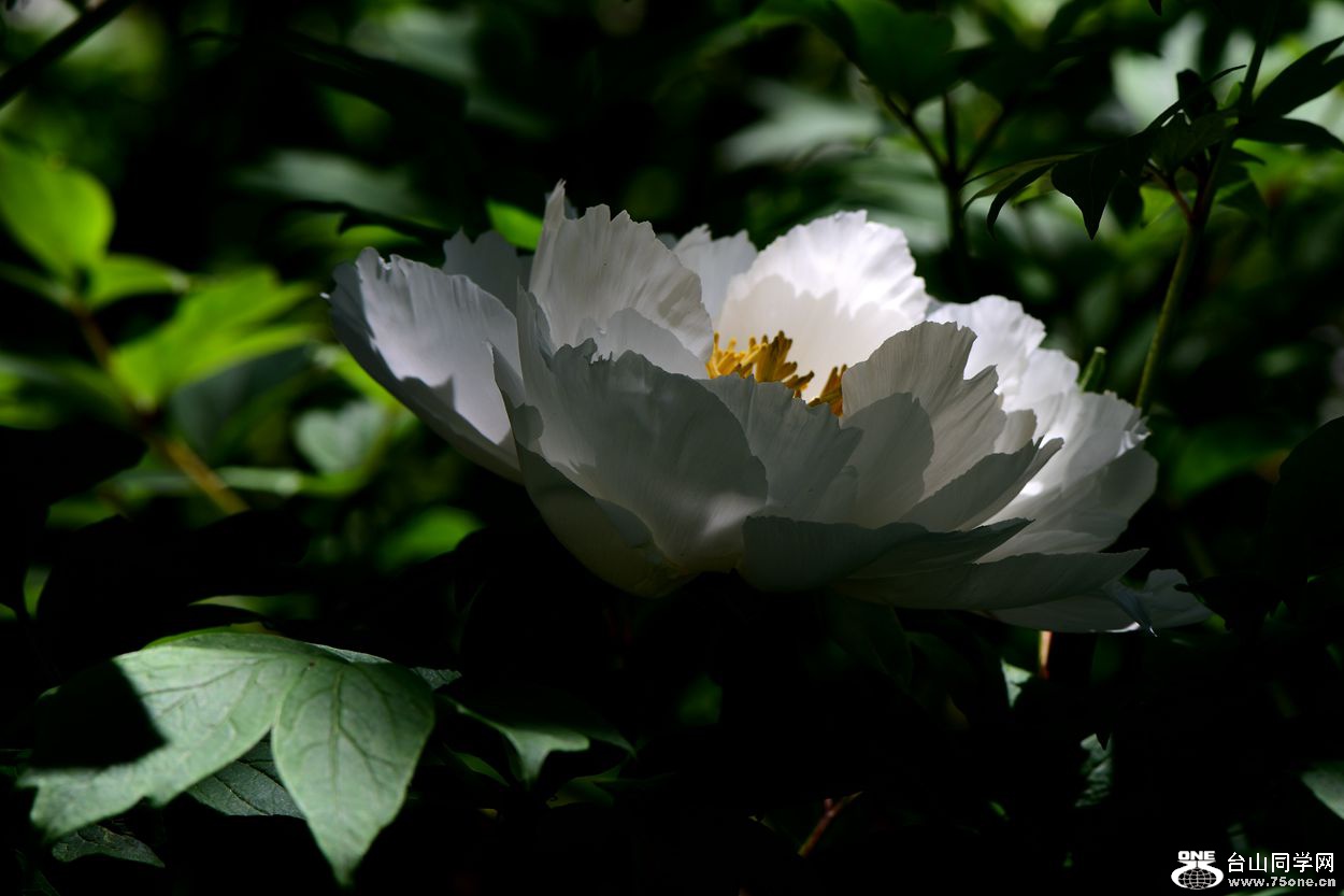 DSC_5834_.jpg