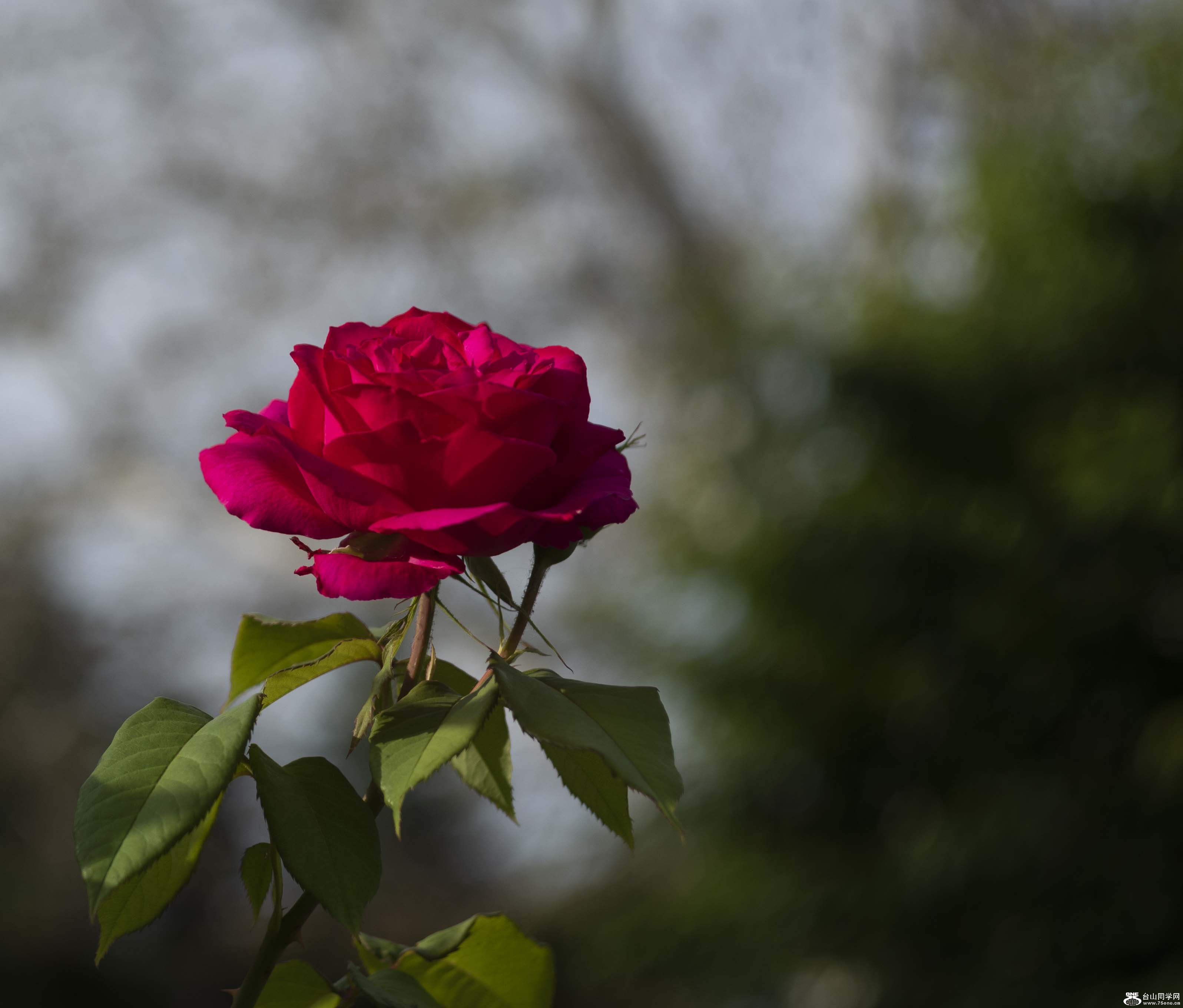 DSC_239311.jpg