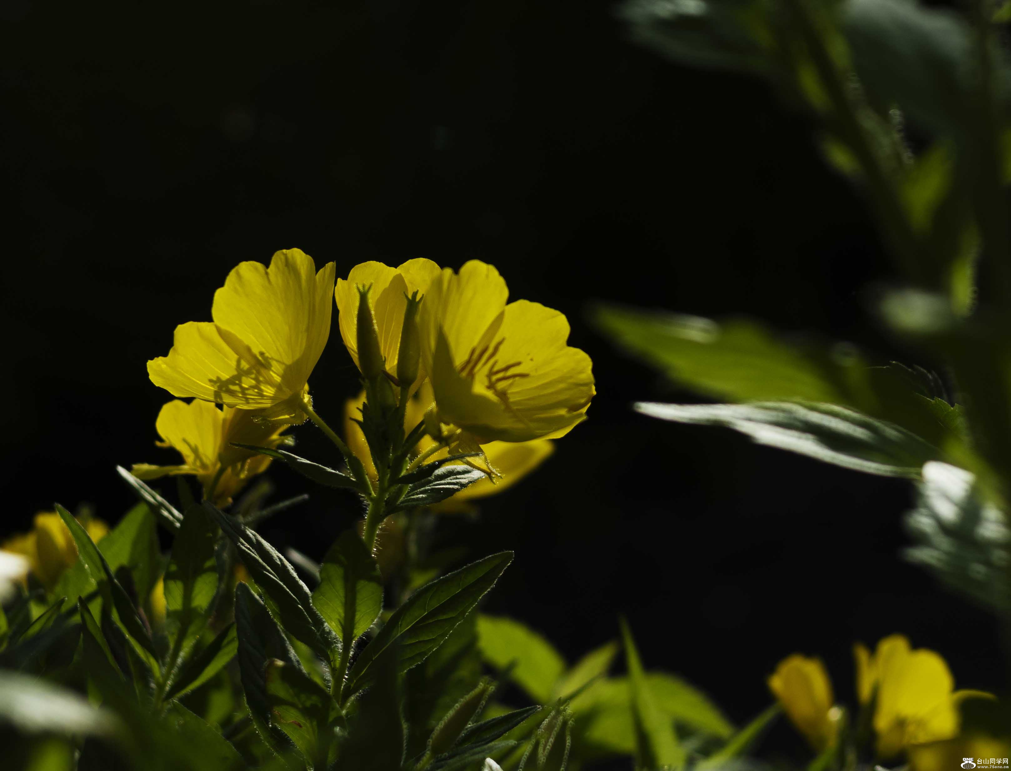 DSC_2412.jpg