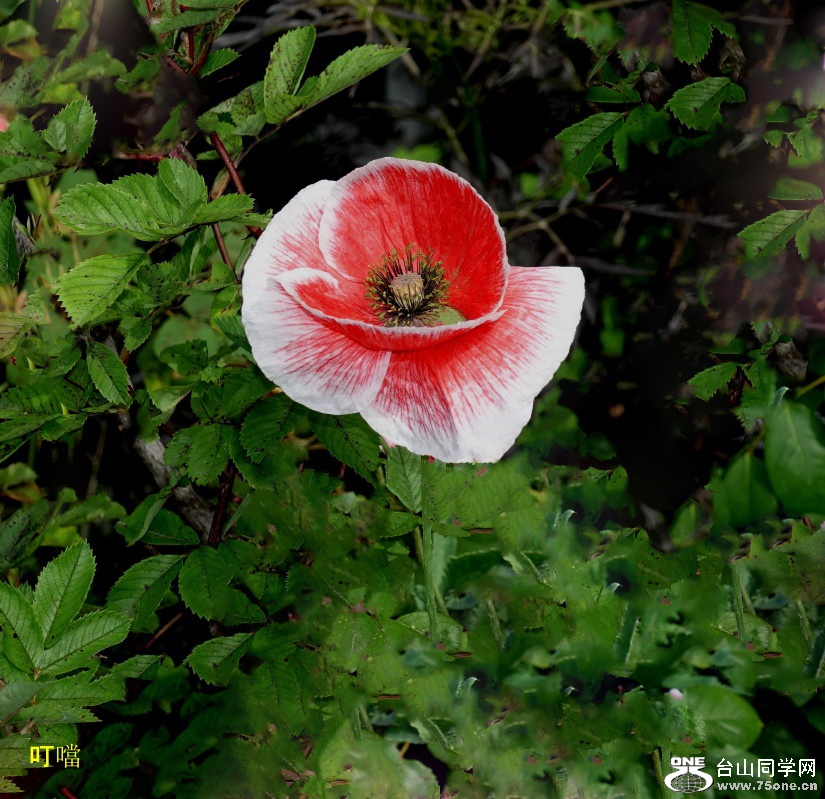 DSC04056a_1.jpg