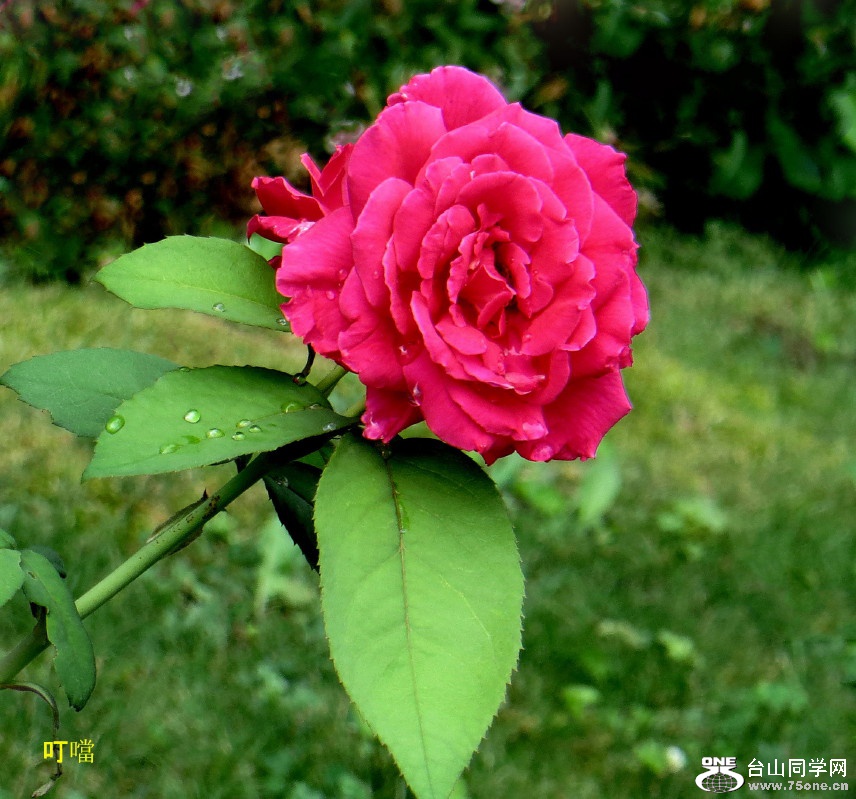 IMG_0609b_1.jpg