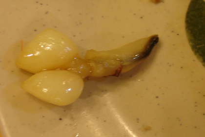 DSC04213.JPG
